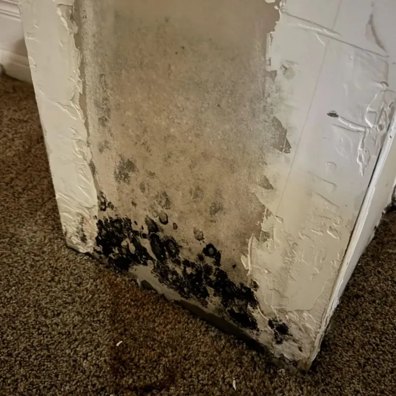 Professional Mold Removal in Surf City, NC